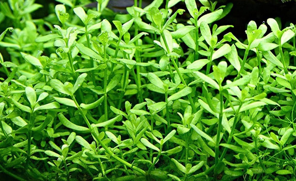 LCA Liverpool Creek Aquariums Bacopa monnieri aquarium plant