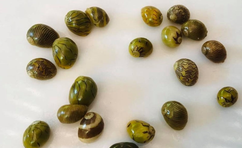 Fish, Algae Crew and Native Shrimps - Liverpool Creek Aquariums