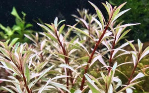 LCA Liverpool Creek Aqauriums Ludwigia white aquarium plant