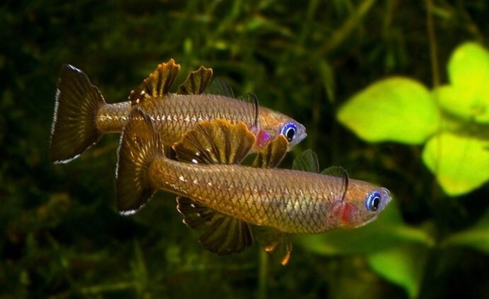 Fish - Liverpool Creek Aquariums