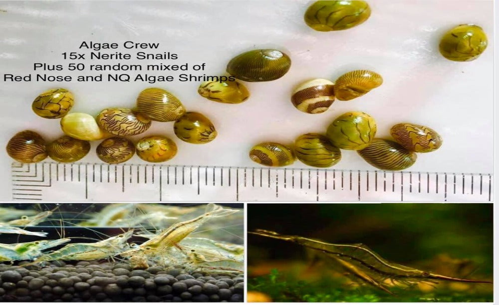 LCA Liverpool Creek Aquariums Algae Crew Nerite Snails and Red Nose and NQ Algae Shrimp