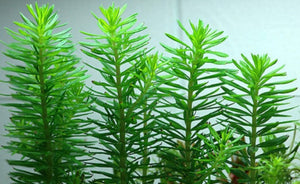 LCA Liverpool Creek Aquariums Pogostemon erectus aquarium plant