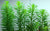LCA Liverpool Creek Aquariums Pogostemon erectus aquarium plant