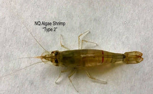 LCA Liverpool Creek Aquariums NQ Algae Shrimp 'Type 2'  aquarium shrimp
