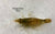LCA Liverpool Creek Aquariums NQ Algae Shrimp Type 2 aquarium shrimp