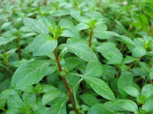 LCA Liverpool Creek Aquariums Ludwigia repens x arcuata aquarium plant