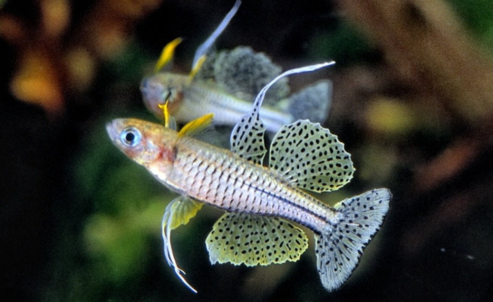 LCA Liverpool Creek Aquariums Spotted Blue Eyes 'Cadell River' Pack of 10 - Juvenile Only aquarium fish
