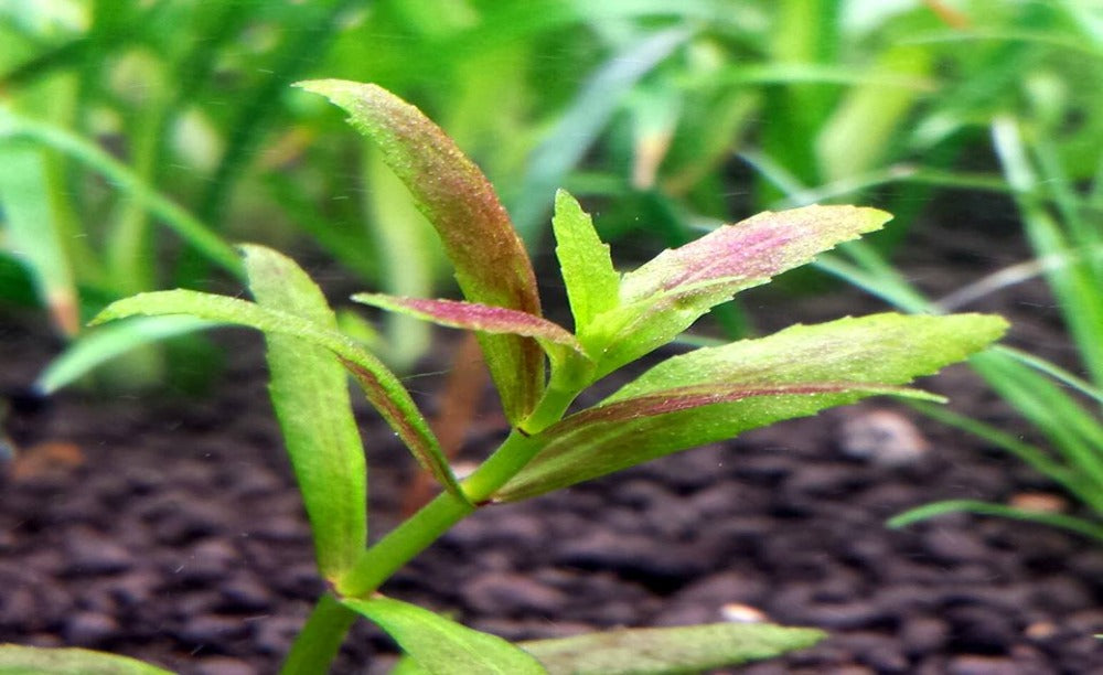 LCA LIverpool Creek Aquariums Limnophila repens mini aquarium plant