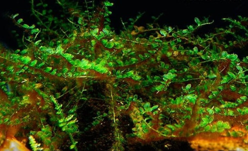 LCA Liverpool Creek Aquariums Butterfly moss aquarium plant