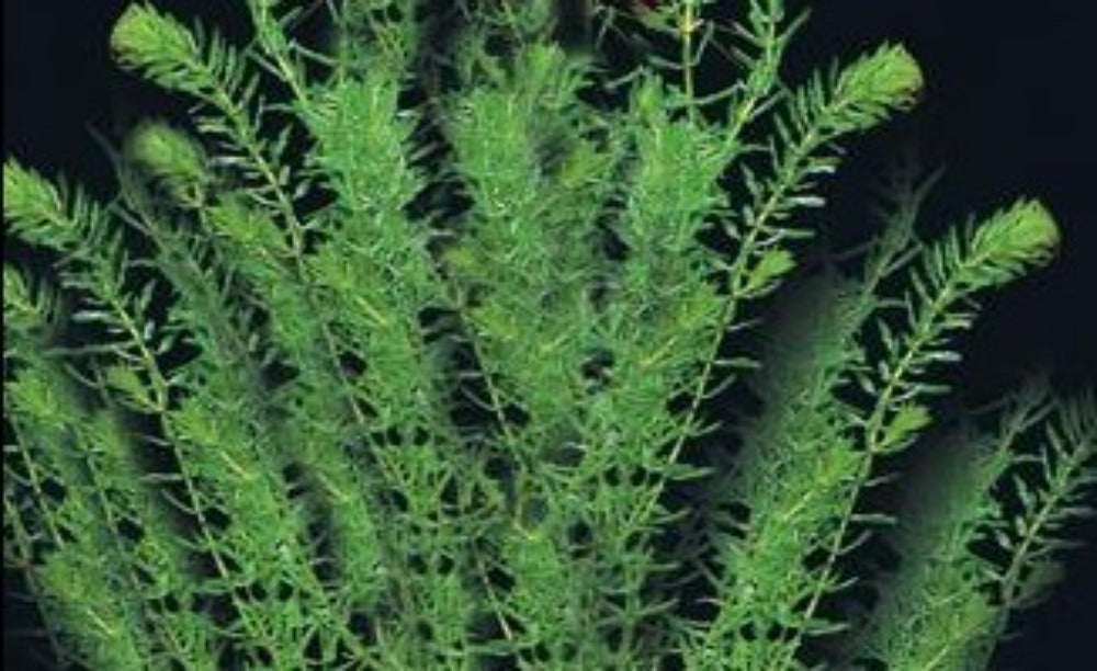 LCA Liverpool Creek Aquariums Hydrilla verticillata aquarium plant