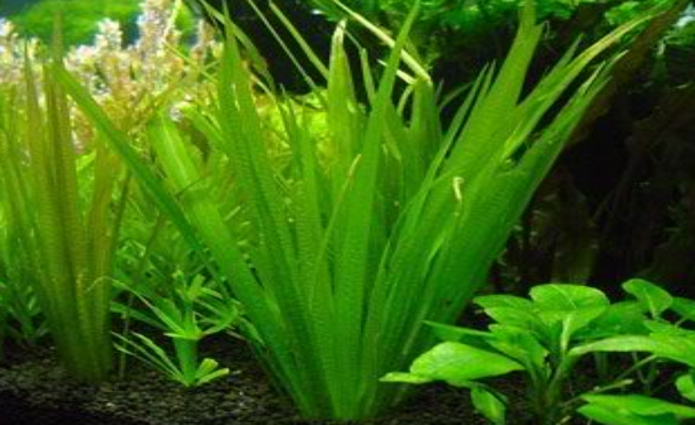 LCA Liverpool Creek Aquariums Blyxa aubertii aquarium plant