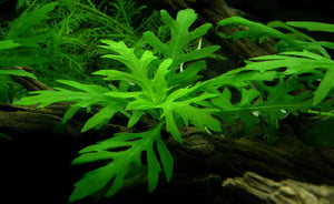 LCA Liverpool Creek Aquariums Hygrophila difformis aquarium plant