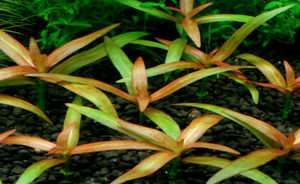 LCA Liverpool Creek Aquariums Hygrophila 'Pantanal' aquarium plant