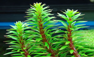 LCA Liverpool Creek Aquariums Ludwigia inclinata verticillata Pantanal aquarium plant