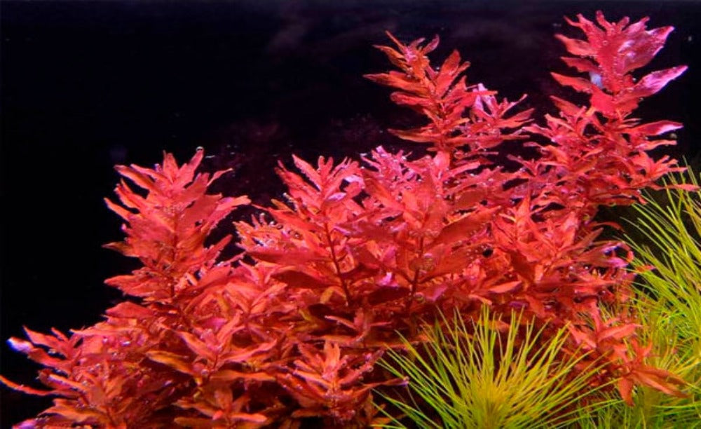 LCA Liverpool Creek Aquariums Rotala macranda red aquarium plant
