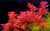 LCA Liverpool Creek Aquariums Rotala macranda red aquarium plant