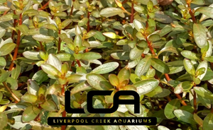 LCA Liverpool Creek Aquariums Ludwigia inclinata aquarium plant