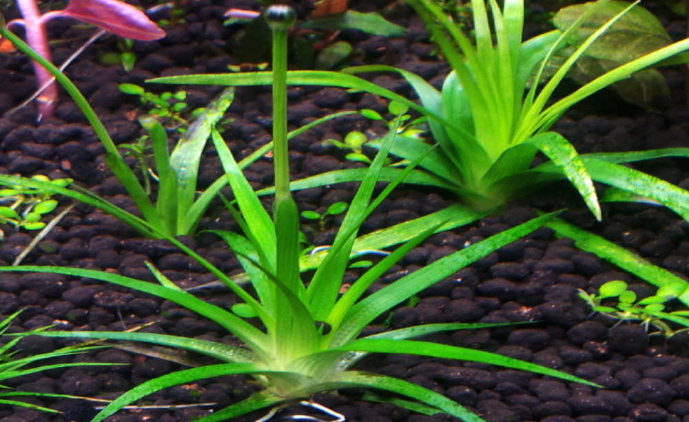 LCA Liverpool Creek Aquariums Eriocaulon parkeri  aquarium plant