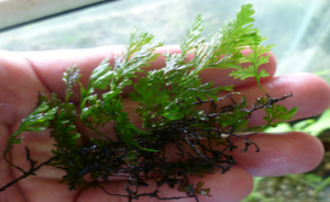 LCA Liverpool Creek Aquariums Mini Bolbitis aquarium plant