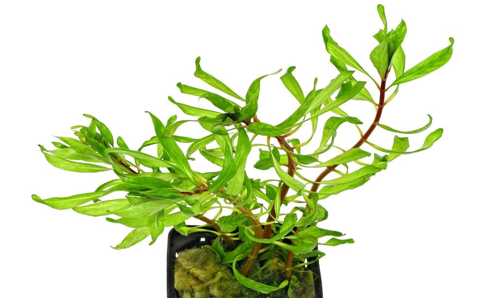 LCA Liverpool Creek Aquariums Ludwigia inclinata verticillata "Tornado" aquarium plant