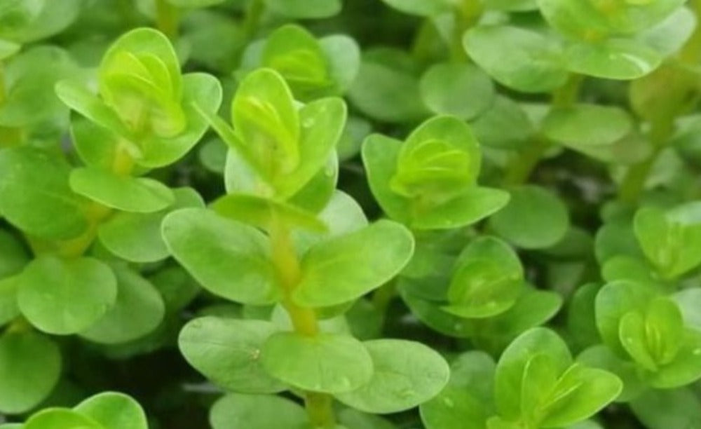 LCA Liverpool Creek Aquariums Rotala sp "Green" aquarium plant