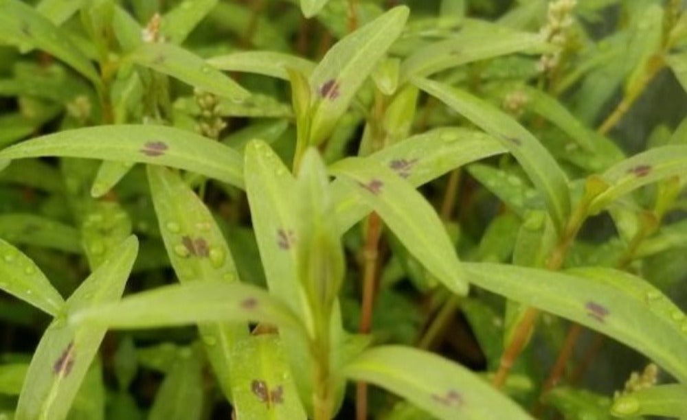 LCA Liverpool Creek Aquariums Persicaria sp. "Kawagoeanum" aquarium plant