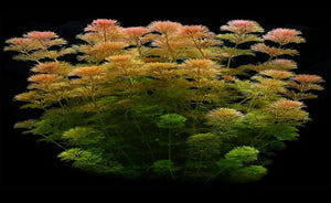 LCA Liverpool Creek Aquariums Limnophila sessiliflora aquarium plant