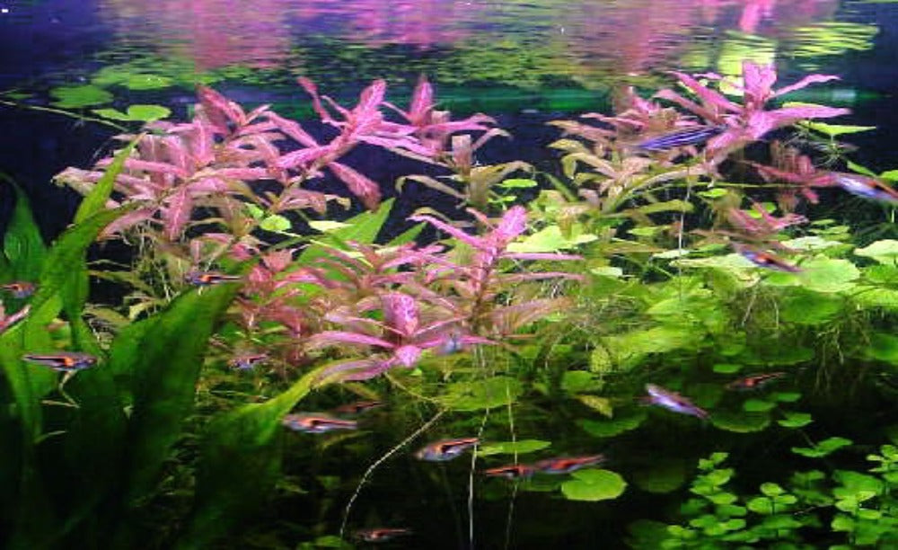 LCA Liverpool Creek Aquariums Hygrophila polysperma ' Sunset' aquarium plant