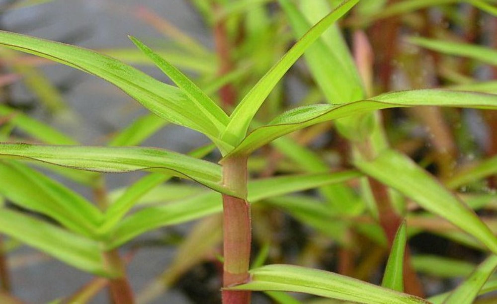 LCA Liverpool Creek Aquariums Murdannia Engelsii Sp. €œRed€� aquarium plant