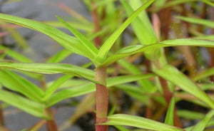 LCA Liverpool Creek Aquariums Murdannia Engelsii Sp. €œRed€� aquarium plant