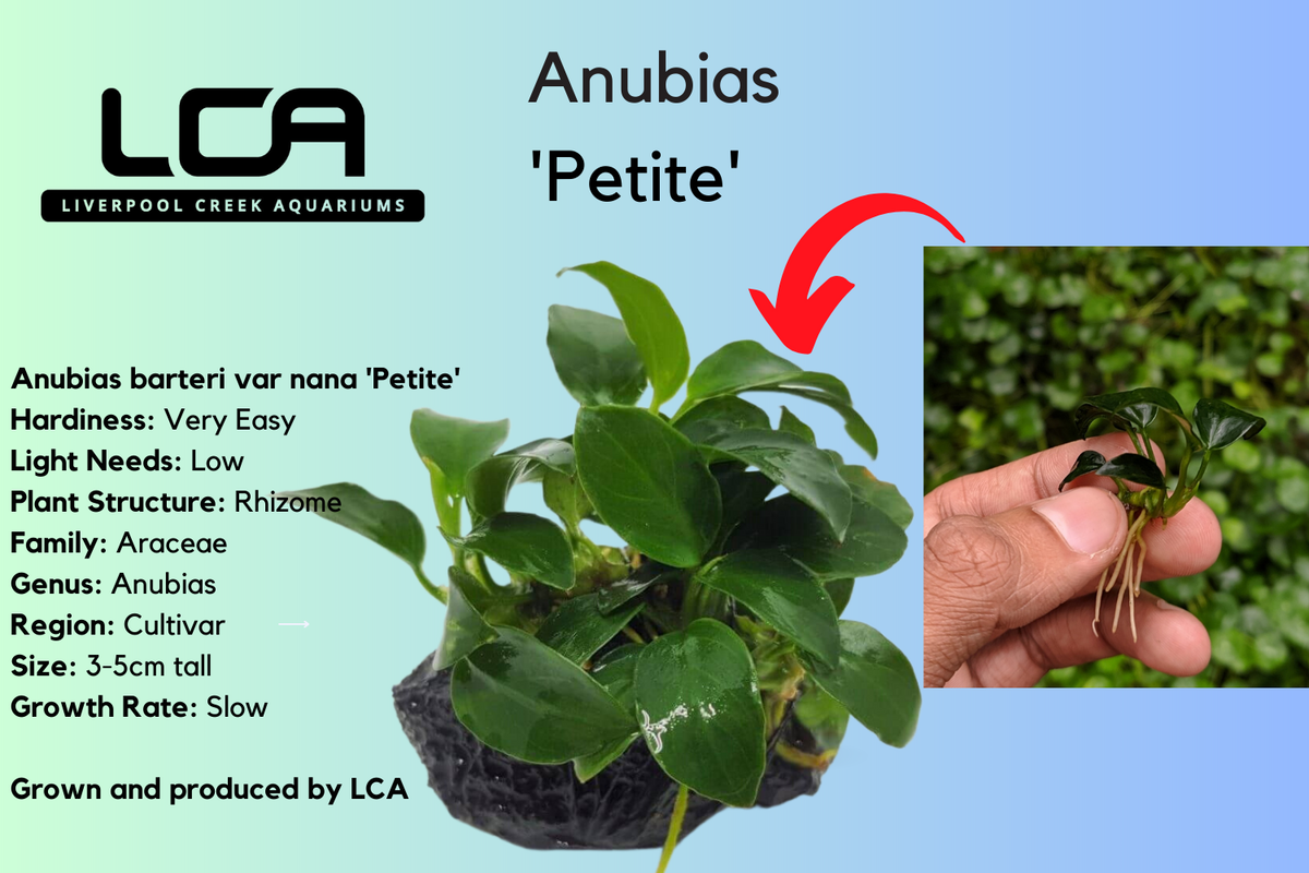 LCA Liverpool Creek Aquariums Anubias nana Petite