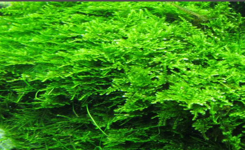 Christmas Moss (Vesicularia montagnei) - Liverpool Creek Aquariums