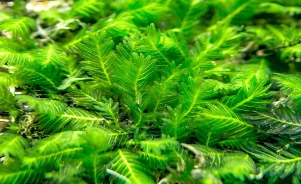 LCA Liverpool Creek Aquariums Fissiden Nobilis Moss aquarium plant